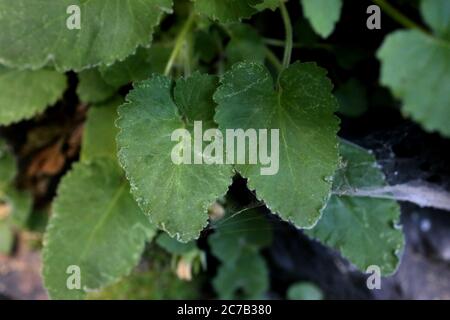 Campanula lanata, Woolly bellflower. Wild plant shot in summer. Stock Photo