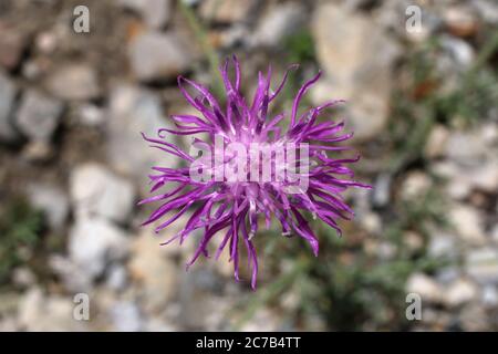 Centaurea stoebe subsp. australis, Centaurea biebersteinii. Wild plant shot in summer. Stock Photo