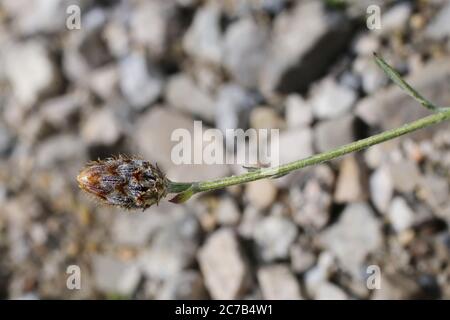 Centaurea stoebe subsp. australis, Centaurea biebersteinii. Wild plant shot in summer. Stock Photo