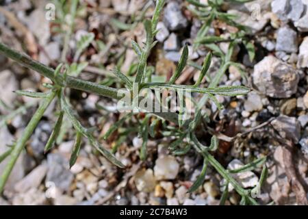 Centaurea stoebe subsp. australis, Centaurea biebersteinii. Wild plant shot in summer. Stock Photo