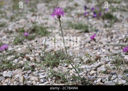 Centaurea stoebe subsp. australis, Centaurea biebersteinii. Wild plant shot in summer. Stock Photo