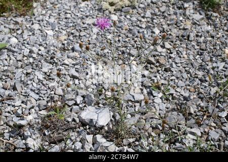 Centaurea stoebe subsp. australis, Centaurea biebersteinii. Wild plant shot in summer. Stock Photo