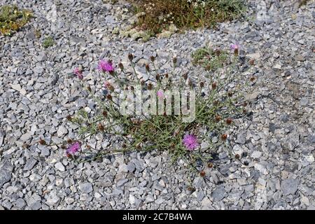 Centaurea stoebe subsp. australis, Centaurea biebersteinii. Wild plant shot in summer. Stock Photo