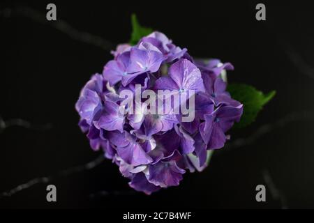 A purple hydrangea macrophylla (family Hydrangeaceae), or mophead hydrangea, on a black marble background. Stock Photo
