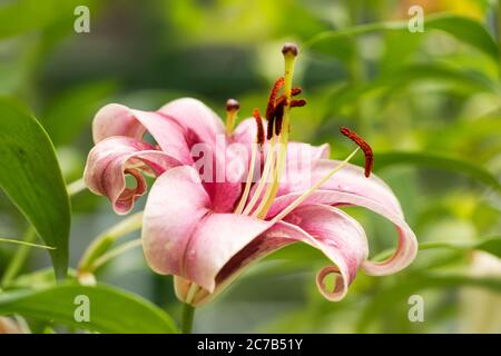 Oriental trumpet lily (Lilium) in variety Anastasia, growing in a garden. Stock Photo