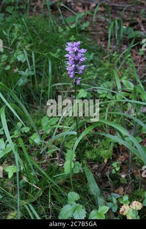 Dactylorhiza Saccifera Wild Plant Shot In Summer Stock Photo Alamy dactylorhiza-saccifera-wild-plant-shot-in-summer-stock-photo-alamy