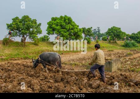 A farmer is plowing a field with a water buffalo near Hanoi in North Vietnam, with tourists riding bikes in the background. Stock Photo