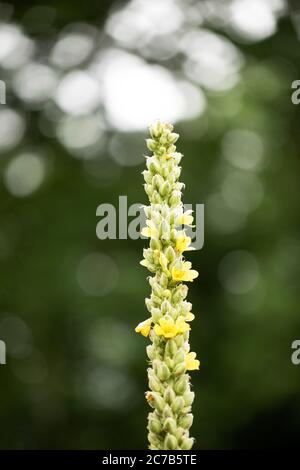 The Invasive Great Mullein Plant (Verbascum thapsus) Mauna Kea Volcano ...