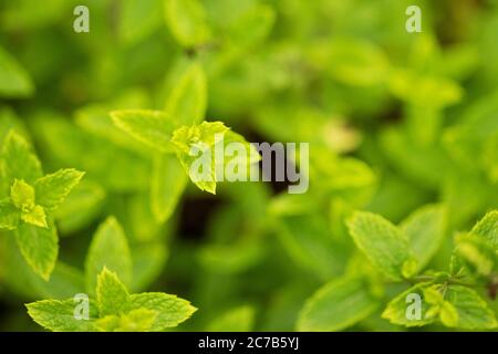 Spearmint (Mentha spicata), known as garden mint, common mint, lamb mint and mackerel mint, in variety Kentucky Colonel, growing in an herb garden. Stock Photo