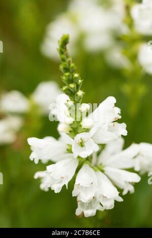 A white obedient plant (Physostegia virginiana), also known as obedience or false dragonhead, in family Lamiaceae, native to North America. Stock Photo