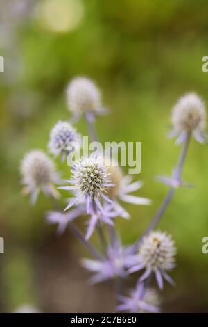 Blue eryngo (Eryngium planum) or flat sea holly, in family Apiaceae, a thistle native to central and southeastern Europe and central Asia. Stock Photo