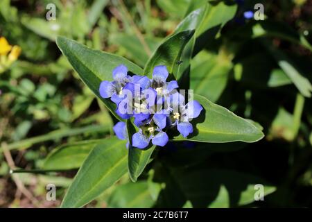 Gentiana cruciata, Cross Gentian. Wild plant shot in summer. Stock Photo