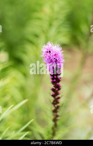 Liatris pycnostachya, or prairie blazing star, is native to tallgrass prairies in the midwestern and eastern United States. Stock Photo