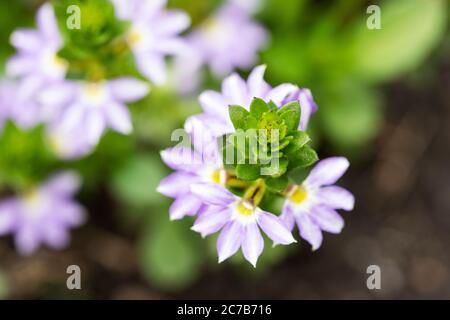Scaevola aemula, the fairy fan-flower or common fan-flower, in the family Goodeniaceae, native to southern Australia, in variety Starlight Whirlwind. Stock Photo