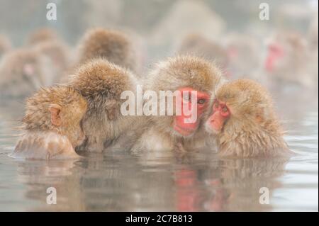 Snow monkeys (Japanese macaques) are sitting in the hot springs at Jigokudani on Honshu Island, Japan. Stock Photo