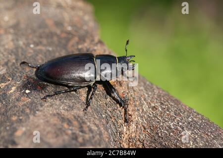 A magnificent rare female Stag Beetle, Lucanus cervus, walking over a dead log in woodland in the UK. Stock Photo