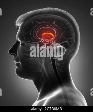 3d rendered medically accurate illustration of Male brain fornix Stock Photo