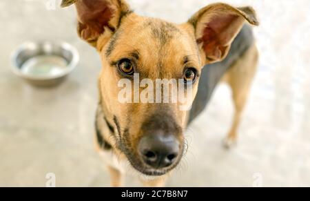 A Hungry Dog is Waiting in Anticipation of Someone Filling his Bowl with Food Stock Photo