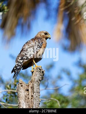 A beautiful Red-shouldered Hawk (Buteo lineatus) perches on top of a dead tree, as it searches the ground for prey. This medium-sized hawk feeds on sm Stock Photo