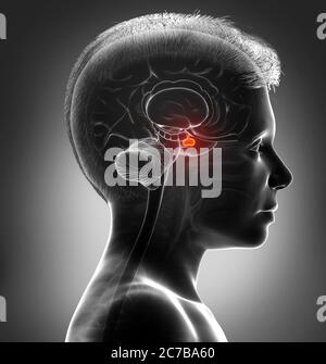3d rendering medical illustration ofa boy Brain anatomy PITUITARY GLAND ...