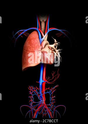 3d rendered, medically accurate illustration of a lung anatomy Stock Photo