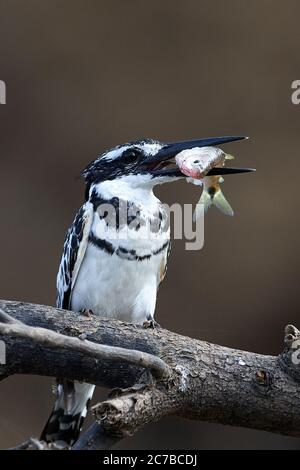 Pied kingfisher resting on a branch with a fish in its beak Stock Photo