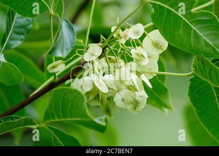 Hop-like fruits,  samara of the Ptelea trifoliata, common hoptree, wafer ash, stinking ash, skunk bus growing on a tree in late summer Stock Photo