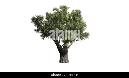 African olive tree - isolated on white background - 3D illustration Stock Photo