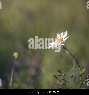 A lone ladybird or ladybug on a daisy in Spring Stock Photo
