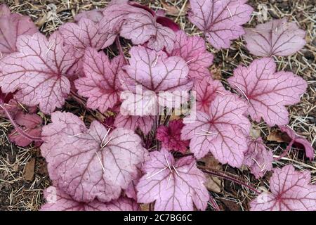 Beautiful Clump Forming Heuchera 'Georgia Plum' Heuchera Decorative Leaves Perennial Garden Plant Purple Veined Foliage Heucheras Leaves Shady Hardy Stock Photo