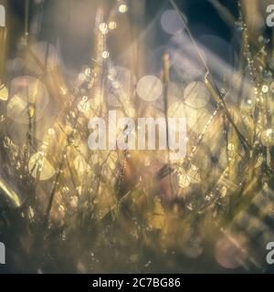 Early morning dew on frozen grass in the English winter Stock Photo