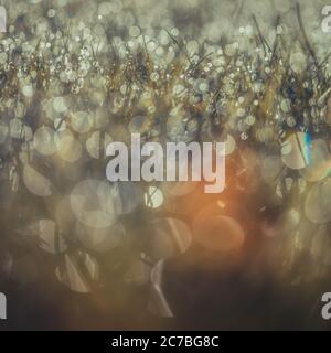 Early morning dew on frozen grass in the English winter Stock Photo
