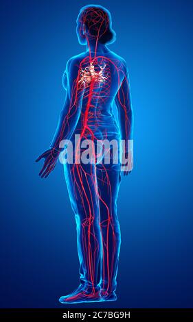 3d rendered medically accurate illustration of Female arteries Stock Photo