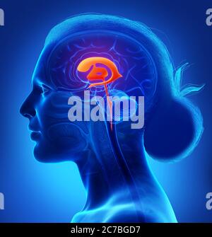 3d rendering medical illustration of Female Brain Ventricles anatomy Stock Photo
