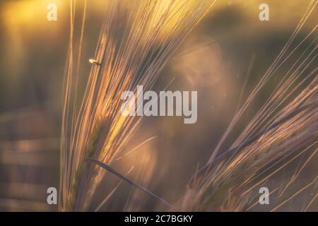 Summer cereals and grass in close up Stock Photo