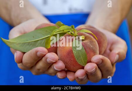 Peaches in hand with suneffect in the garden Stock Photo