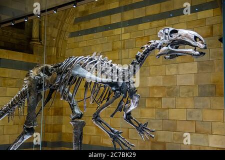 London, United Kingdom. Circa August 2017. Dinosaur (Mantellisaurus)  in Natural History Museum of London. Stock Photo