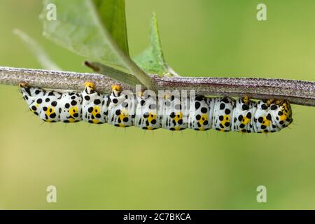 Mullein moth caterpillar or larva (Cucullia verbasci) on a buddleia bush, UK Stock Photo