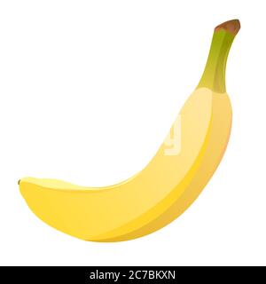 The banana is ripe. Vector. Realistic. Sweet tropical fruit. Ripe yellow banana. Southern exotic. Palm fruit. Isolated object. Vector illustration. Stock Vector