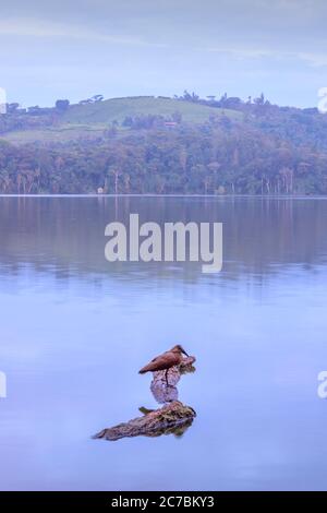 Sunrise view of Lake Nyabikere, with trees growing and the reflections on the water, Rweteera, Fort Portal, Uganda, Africa Stock Photo