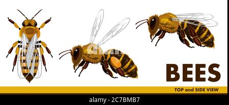 Honey bees. Realistic but simple style. Flat. Top view and side view. Flying bee with nectar. Set. Isolated object on a white background. Vector Stock Vector