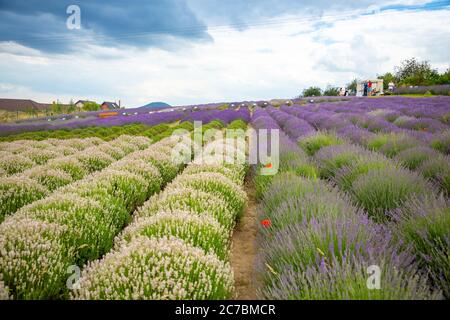 Lavender flower blooming scented fields as nature background, Czech republic Stock Photo