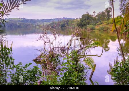 Sunrise view of Lake Nyabikere, with trees growing and the reflections on the water, Rweteera, Fort Portal, Uganda, Africa Stock Photo