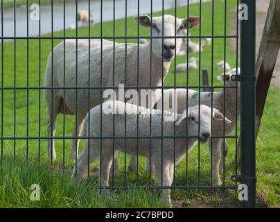 Sheep and lambs behind an iron fence in a green meadow, lamb bites on fence Stock Photo