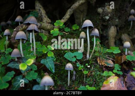 Group of mica cap mushrooms (Coprinellus micaceus) with several other plants at low angle Stock Photo