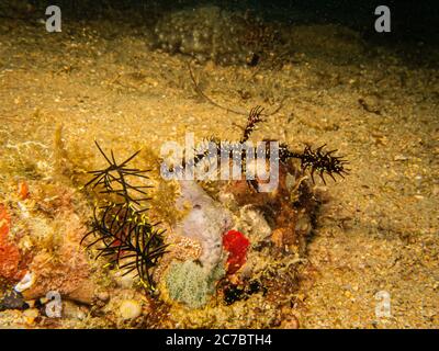 Ornate ghost pipefish or harlequin ghost pipefish, Solenostomus paradoxus at a Puerto Galera tropical coral reef in the Philippines. Outstanding biodiversity in the center of the coral triangle Stock Photo