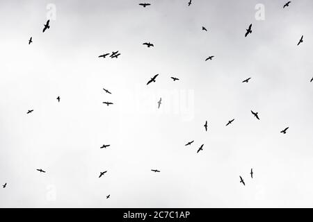 A low angle shot of birds flying in the air under the crazy cloudy sky Stock Photo