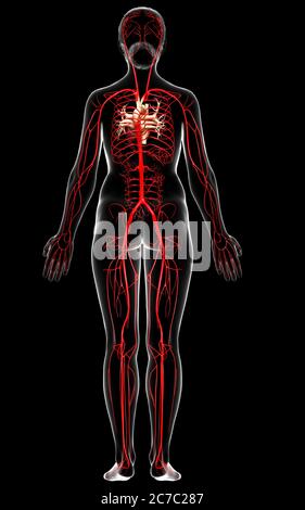 3d rendered medically accurate illustration of Female arteries Stock Photo