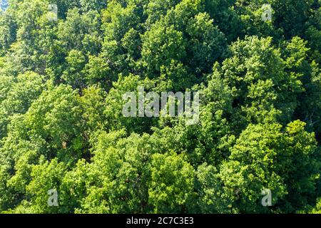 Quercus petraea, the Irish oak tree, national tree of Ireland, in ...