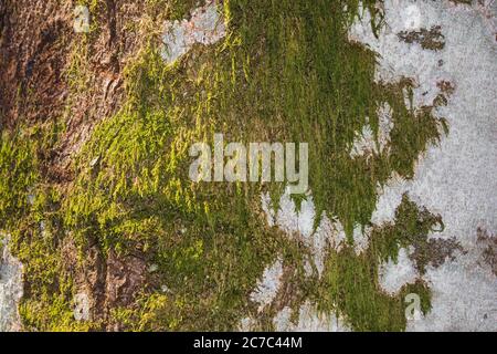 green moss on white birch tree bark, close up view Stock Photo
